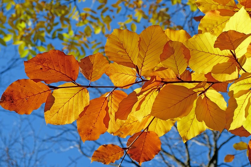 Wizardly Foliage